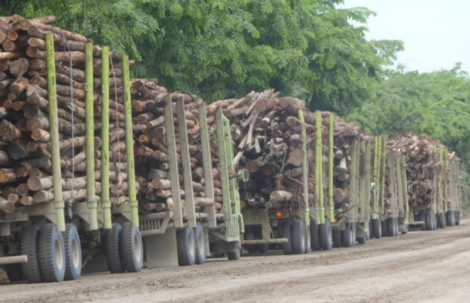 Merusak Lingkungan, Olah Kayu Ilegal dari Skema Sosial, dan Greenwashing PT RAPP