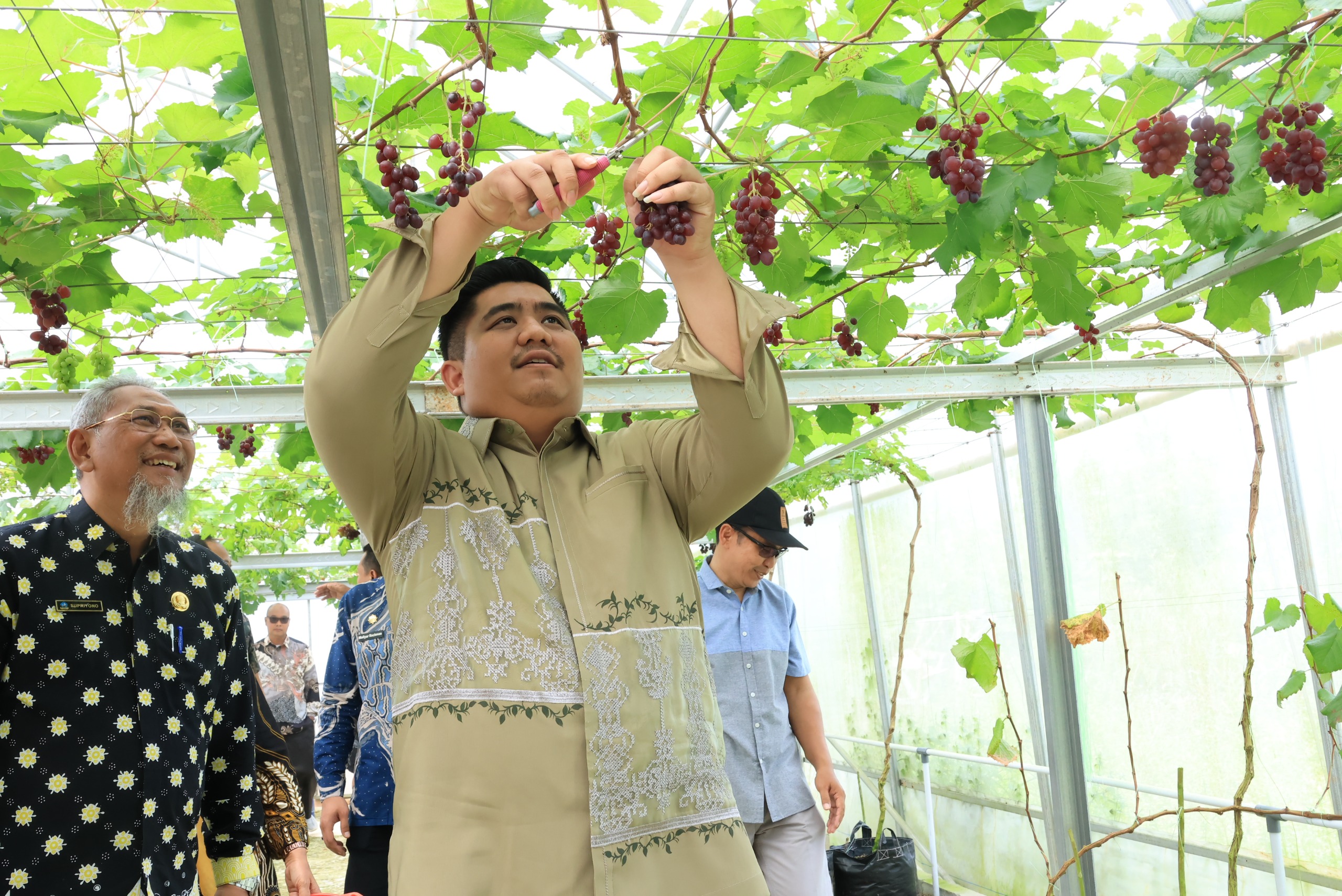Edukasi Sekaligus Mencicipi, Ayo Datang ke Screenhouse Buah Anggur Tembeling